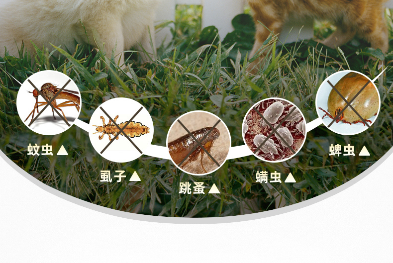 项圈_04.jpg