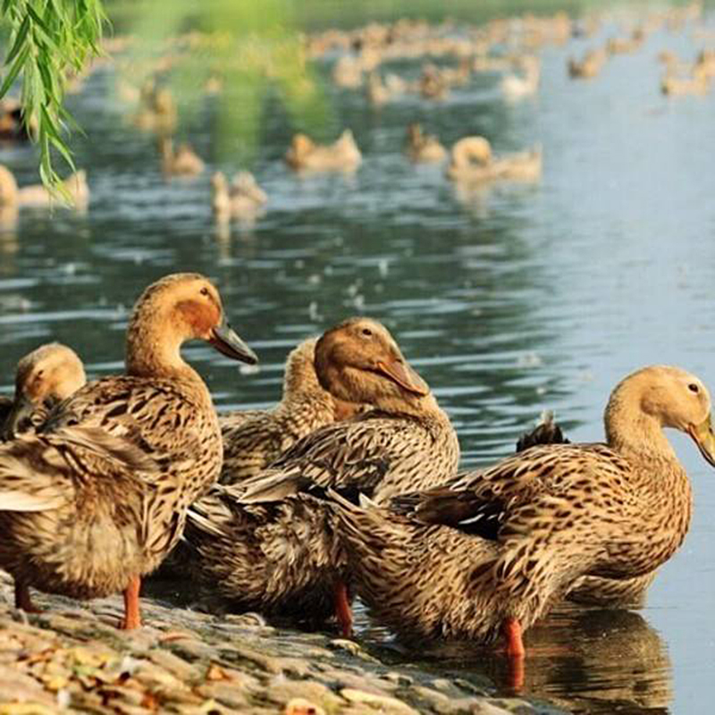 华英（HUAYING）赣南散养生态麻鸭净重2.5斤/袋冷冻整鸭新鲜土鸭煲汤红烧食材