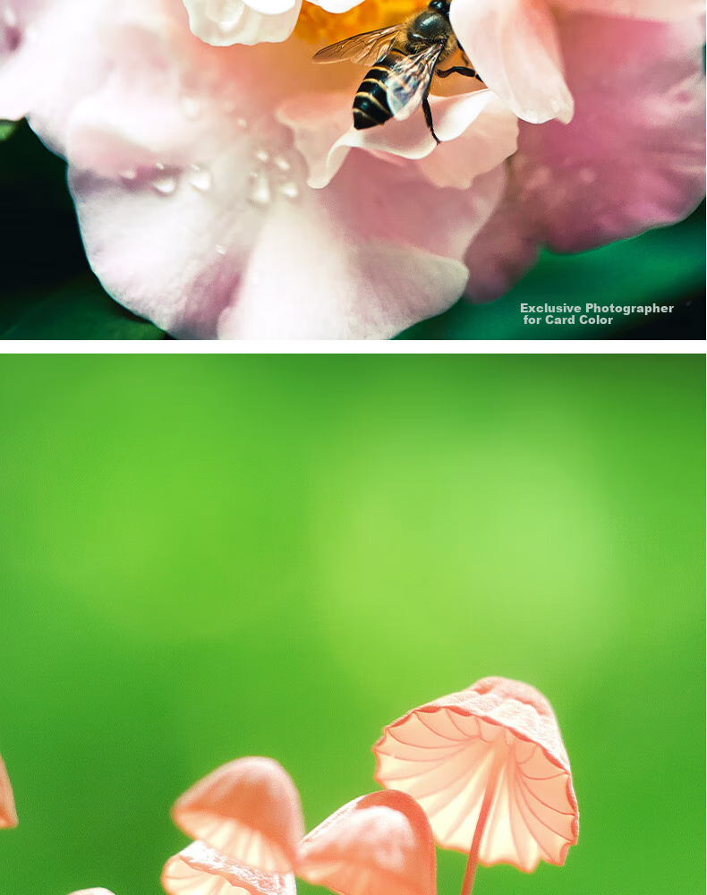 Kase Smartphone Lens, Master-Level Baimei Plus, Flower Bird Fish Insect Jewelry Jewelry Mobile Macro Close-Up Micro Photography Lens 14
