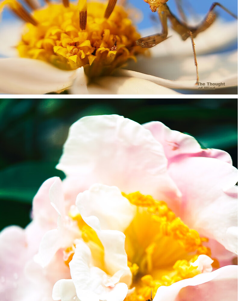 Kase Smartphone Lens, Master-Level Baimei Plus, Flower Bird Fish Insect Jewelry Jewelry Mobile Macro Close-Up Micro Photography Lens 13