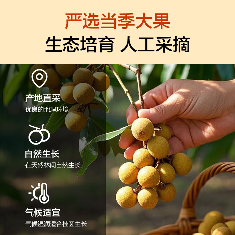 1号会员店大大大桂圆干1kg龙眼干桂圆红枣枸杞莲子银耳百合汤龙眼煲汤零食