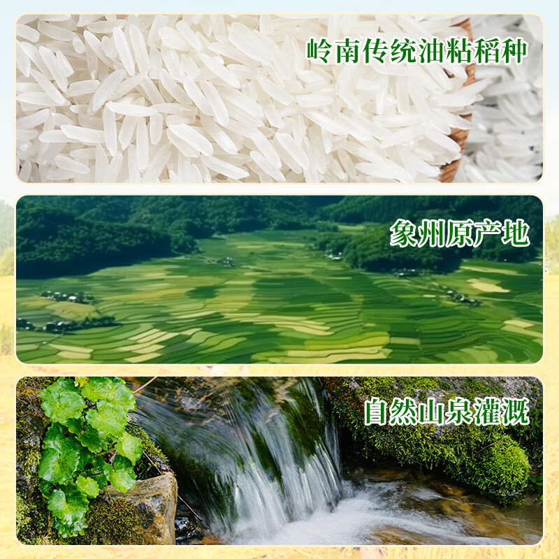太粮 鸣象尊桂油粘米20斤 大米籼米长粒10kg 当季新米