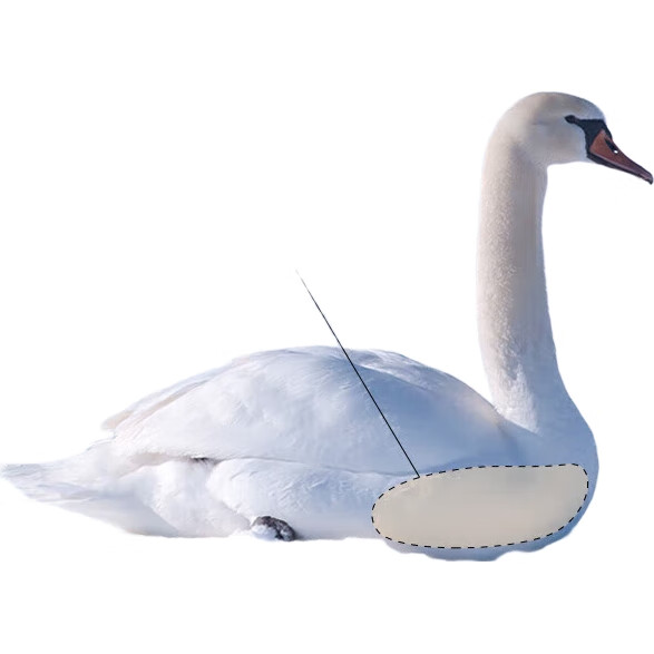 White Image 1