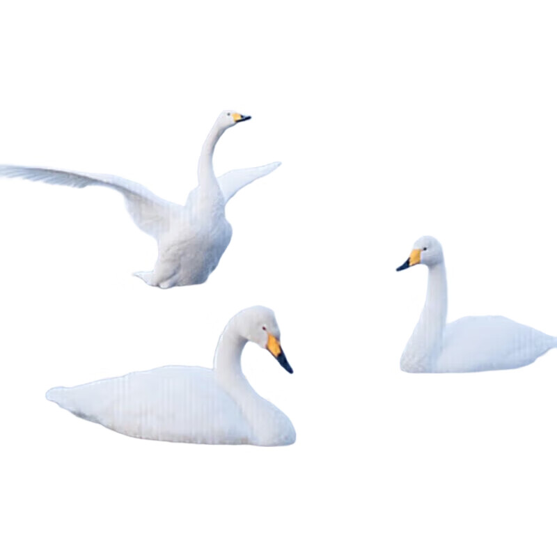 White Image 2