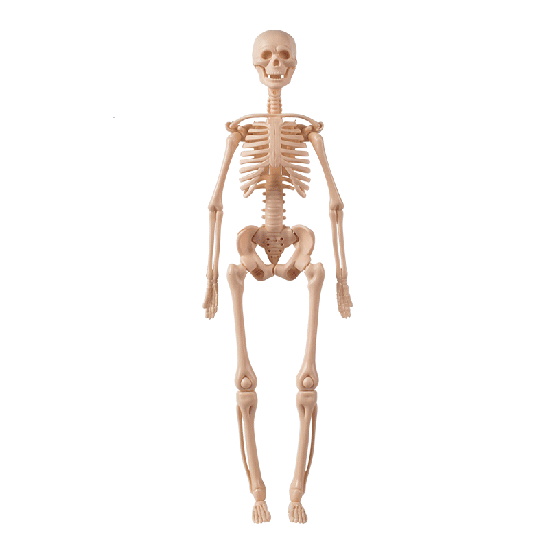 Anatomy Model of Human Body Organs and Structures for Kids