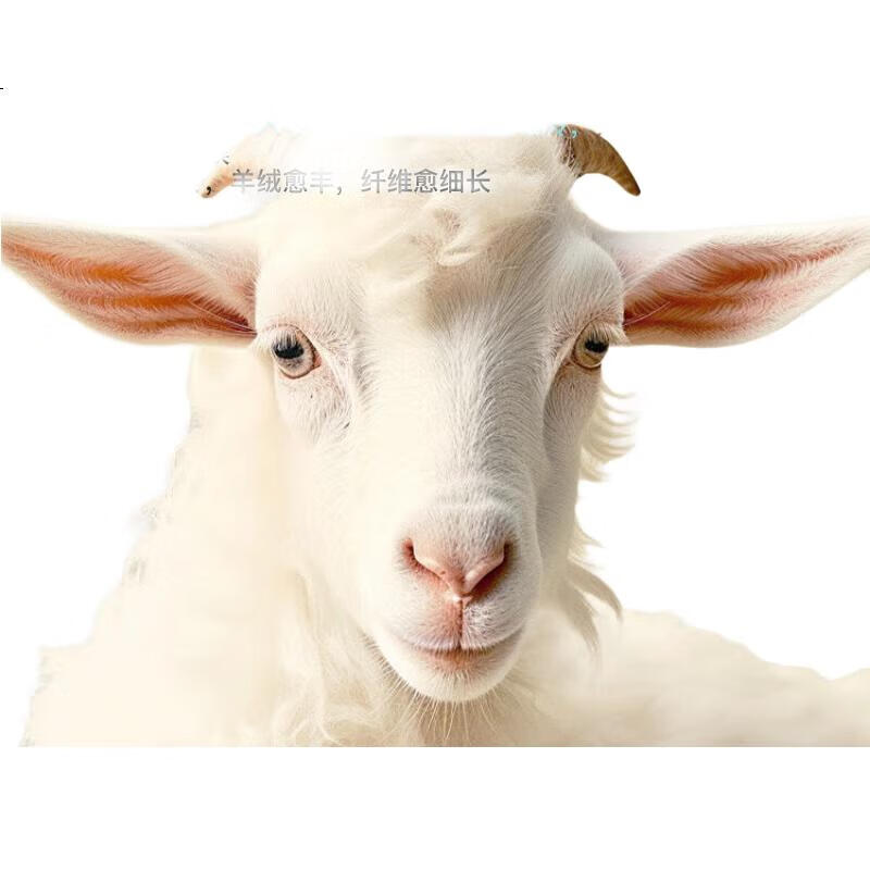 White Image 1