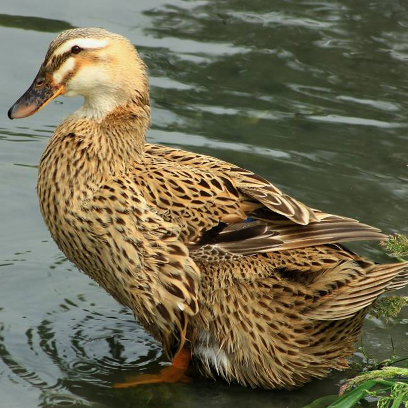 华英（HUAYING）赣南散养生态麻鸭净重2.5斤/袋冷冻整鸭新鲜土鸭煲汤红烧食材