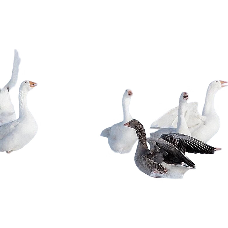 White Image 2