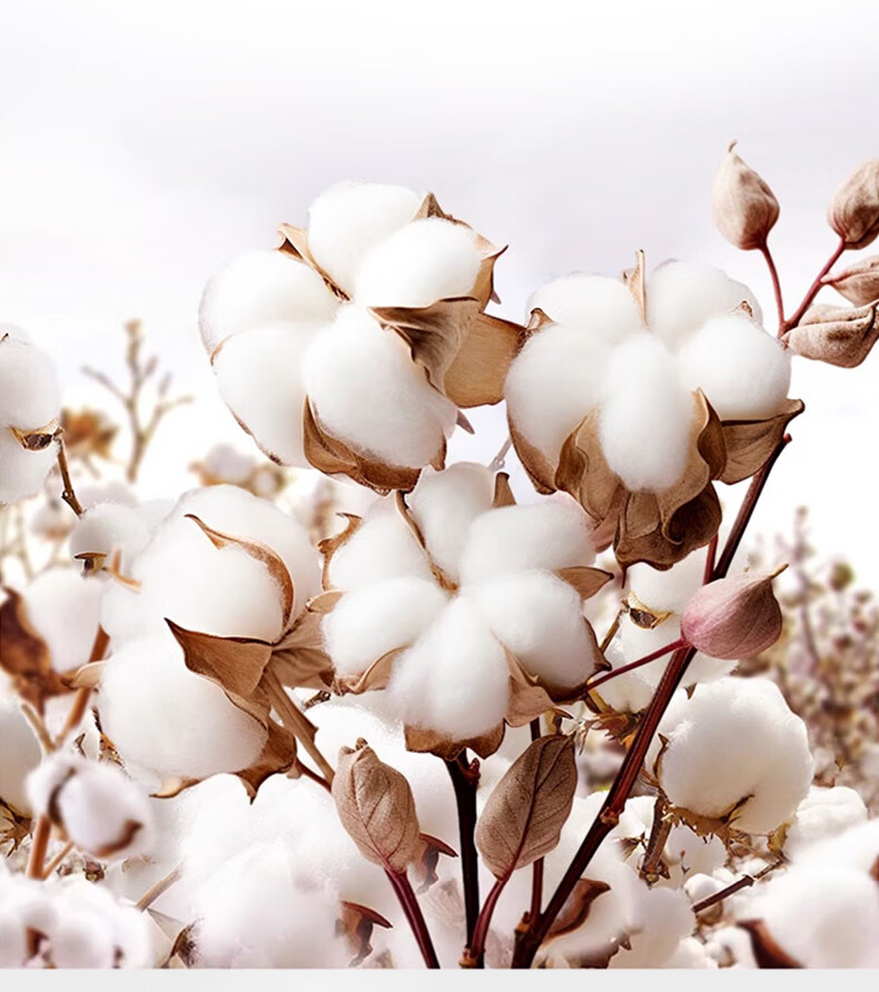 Yuanshenghuo White Single Bed Sheet, 60s Satin Pure Cotton Bedding, Hotel Guesthouse Bed Cover Skirt, 230*250cm 4