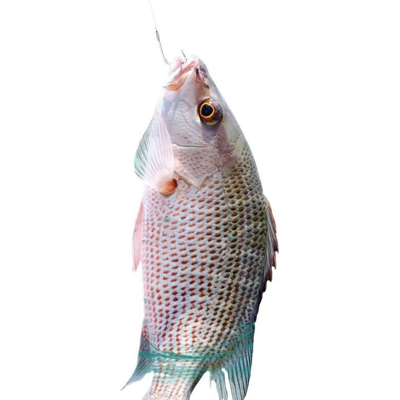 White Image 1