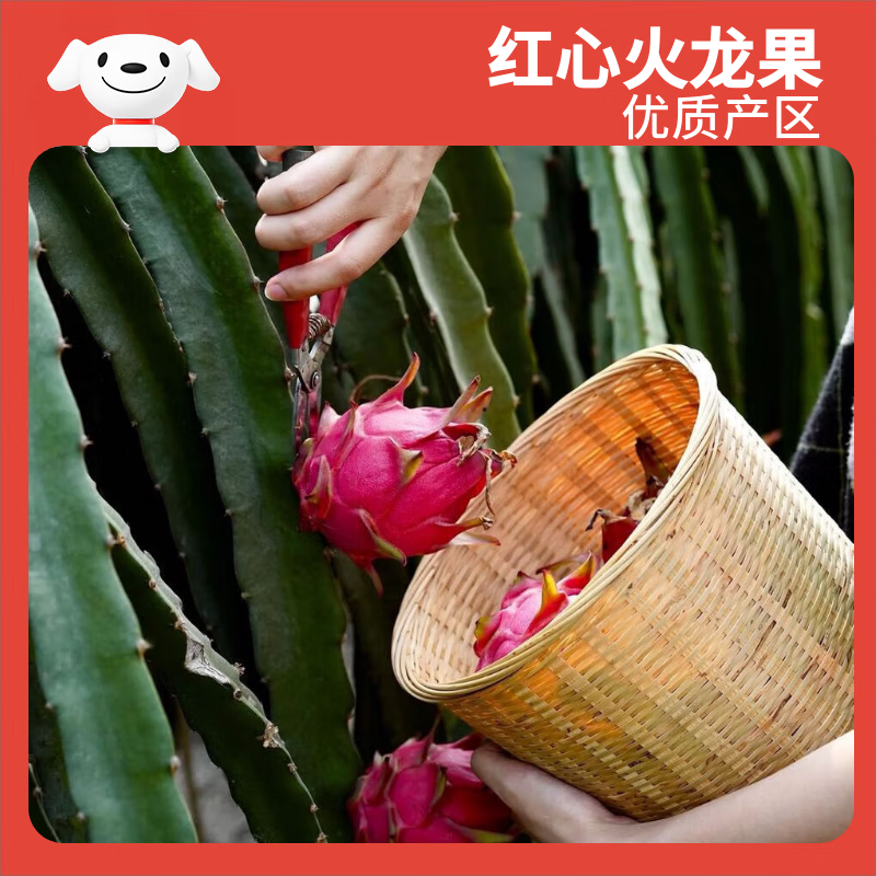 京鲜生 红心火龙果大果6粒装 单果300g 净重3.6斤 生鲜水果