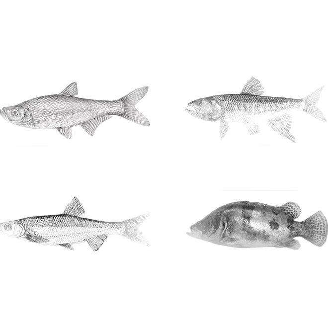 White Image 3