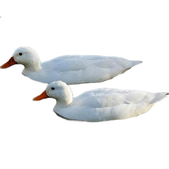 White Image 1