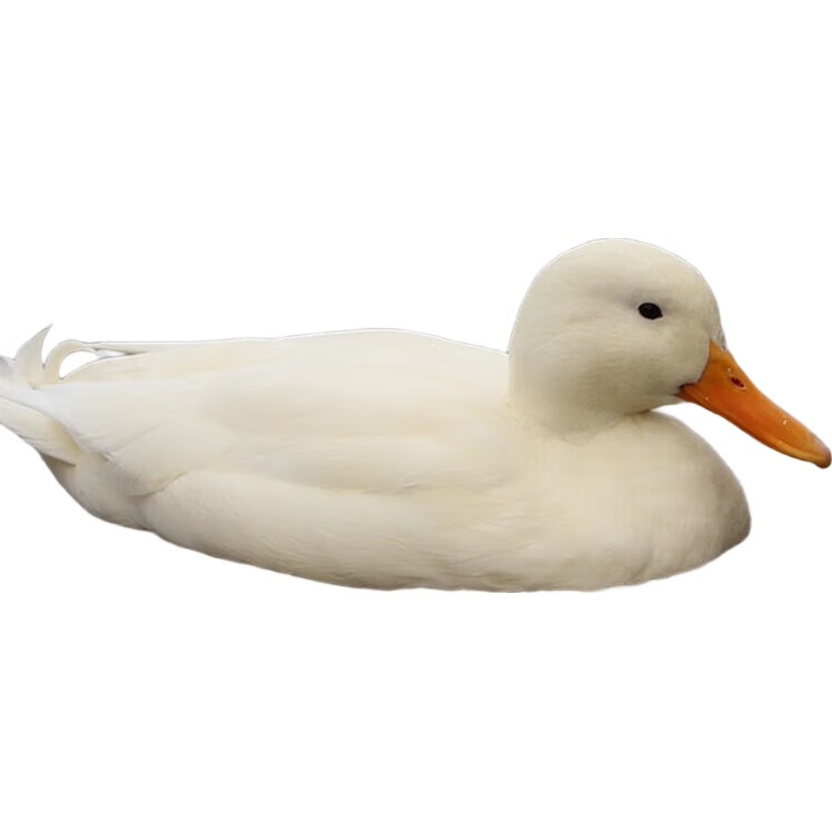 White Image 2