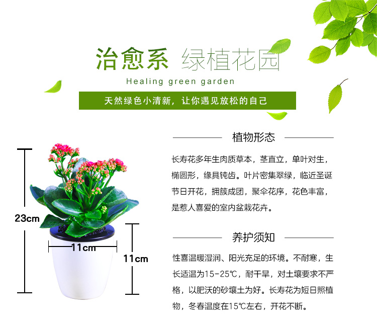 世纪奥桥长寿花颜色随机观花花卉绿植盆栽室内居家阳台办公桌面自动吸水花盆含盆发货