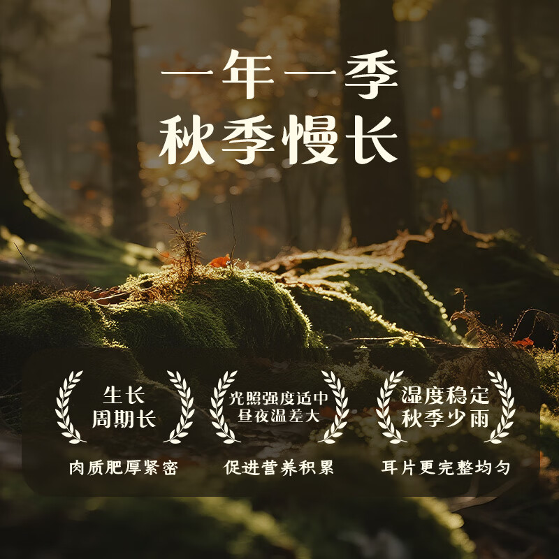 十月稻田东北秋木耳 150g 黑木耳 小碗耳 干木耳 肉厚无根 火锅煲汤食材