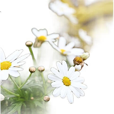 White Image 2