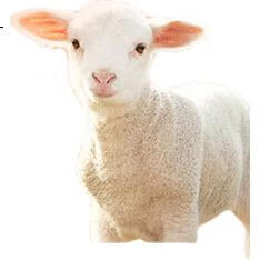 White Image 1