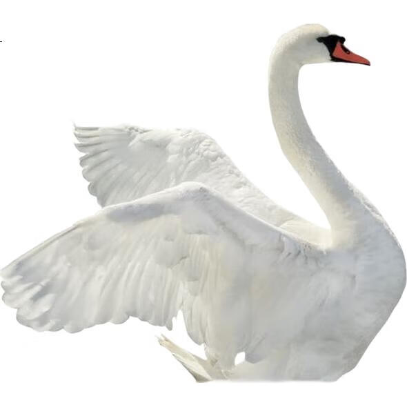 White Image 3
