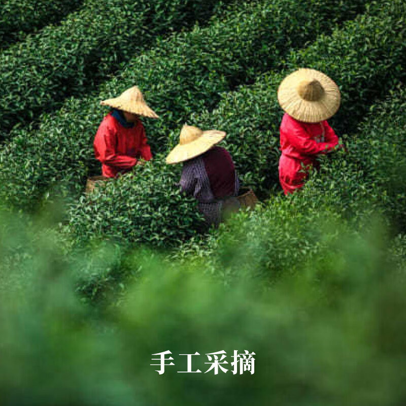 贝叶集红茶 云南高山滇红一级浓香型茶叶可冷泡自制奶茶店专用试用装50g