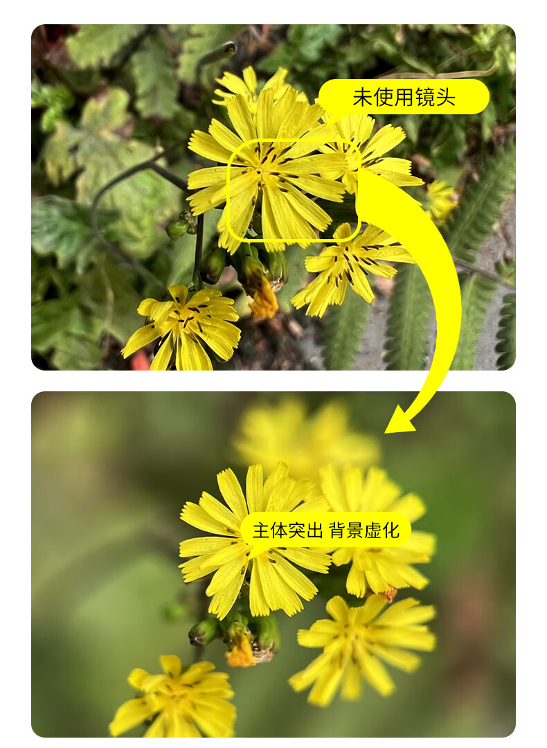 Kase PRO Mobile Macro Lens - HD Macro Photography Lens for Huawei Xiaomi Apple, Background Blur, Close-up of Flowers, Insects, Jewelry 4