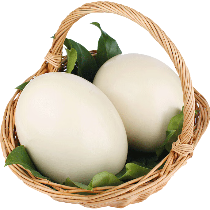 绿田逐新鲜鸵鸟蛋 2.8-3斤左右一枚 送礼盒底座 源头直发