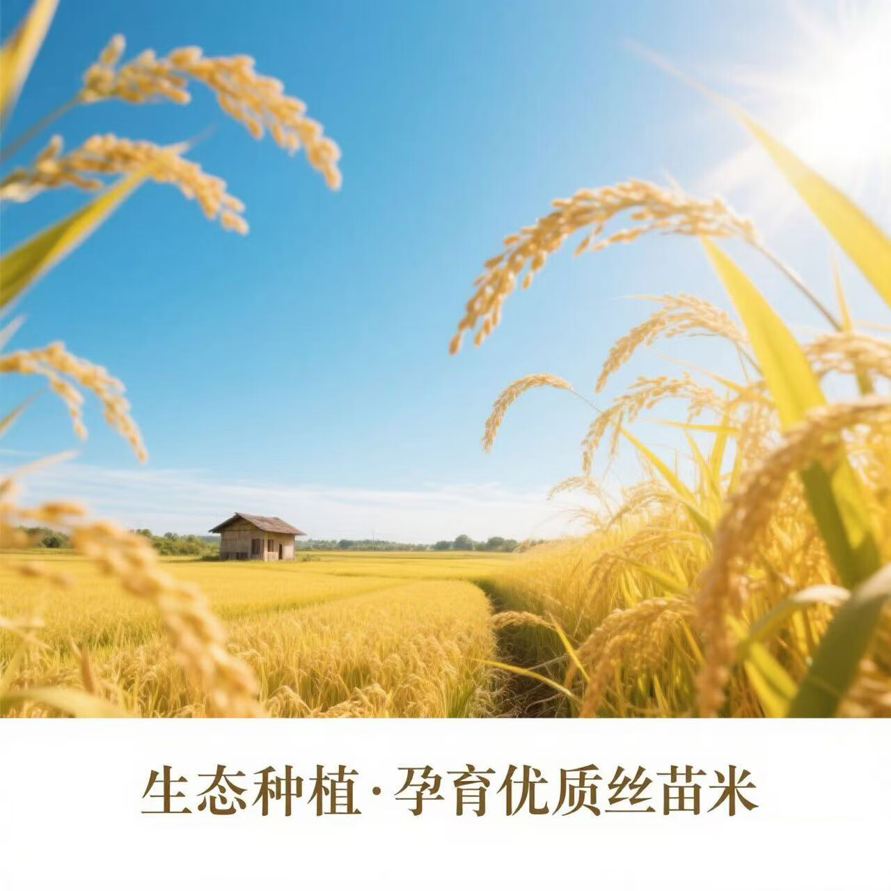 万年贡 江南渔乡米 江西大米 丝苗米10斤 当季新米 大米丝苗米 新米