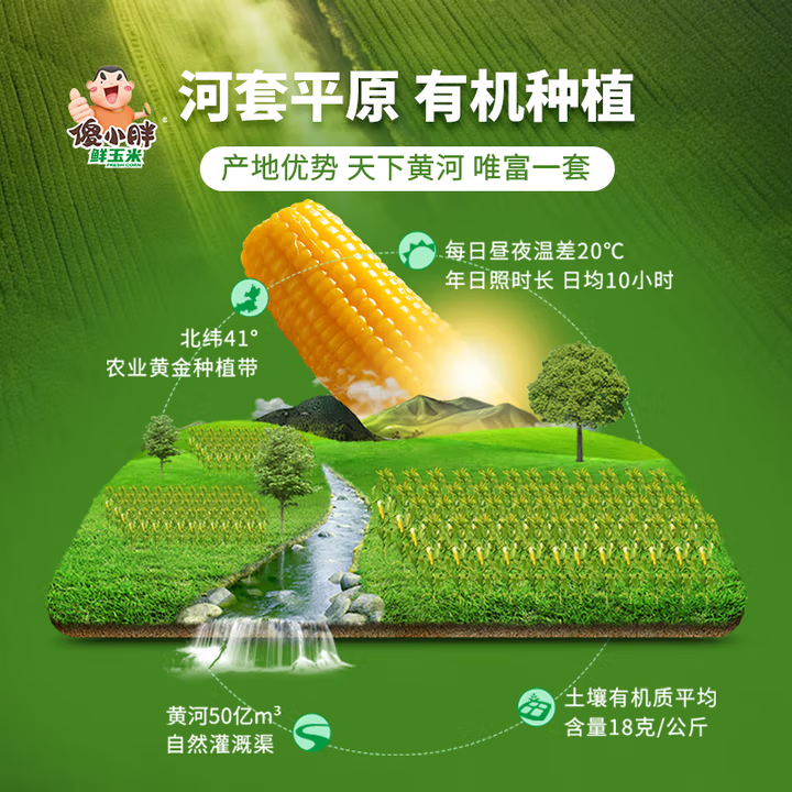 傻小胖  甜糯玉米 真空 早餐粗粮 微波即食 礼盒 黄糯10支装2kg/箱