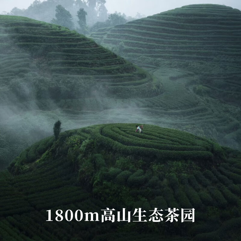 贝叶集红茶 云南高山滇红一级浓香型茶叶可冷泡自制奶茶店专用试用装50g