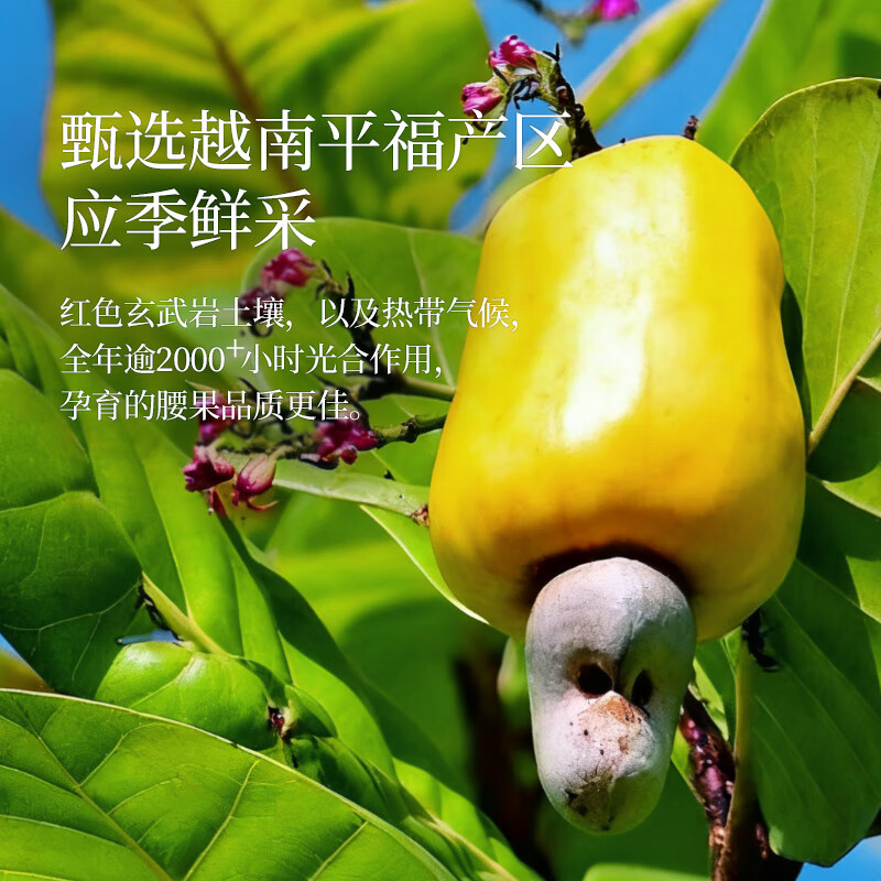 原尚工房 原味生腰果仁500g每日坚果炒货休闲零食越南腰果仁干果果仁