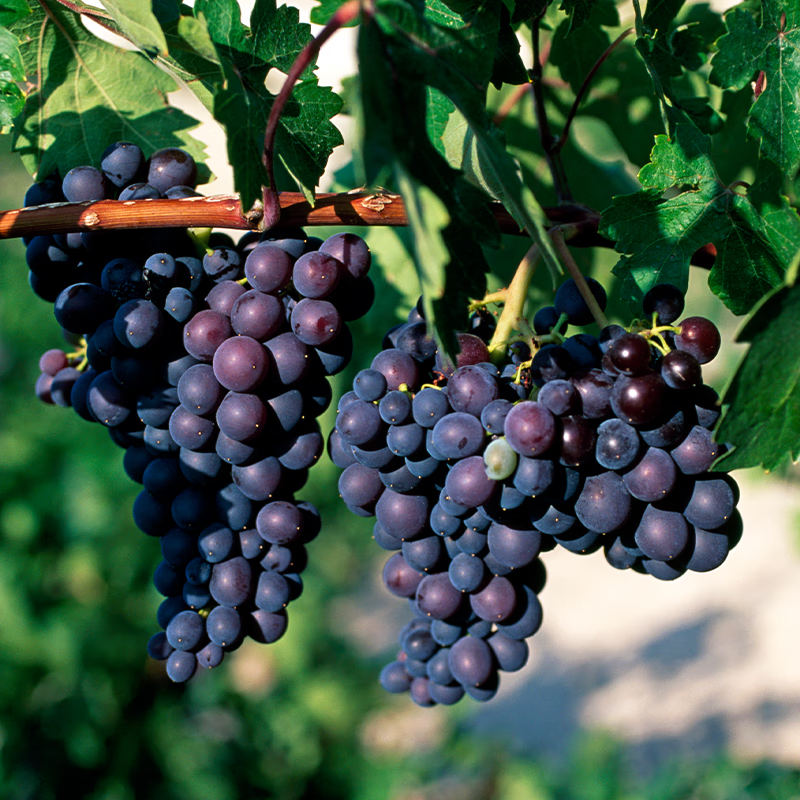 1号会员店 三色葡萄干 600g  无核大颗粒新疆特产蜜饯零食果干0添加