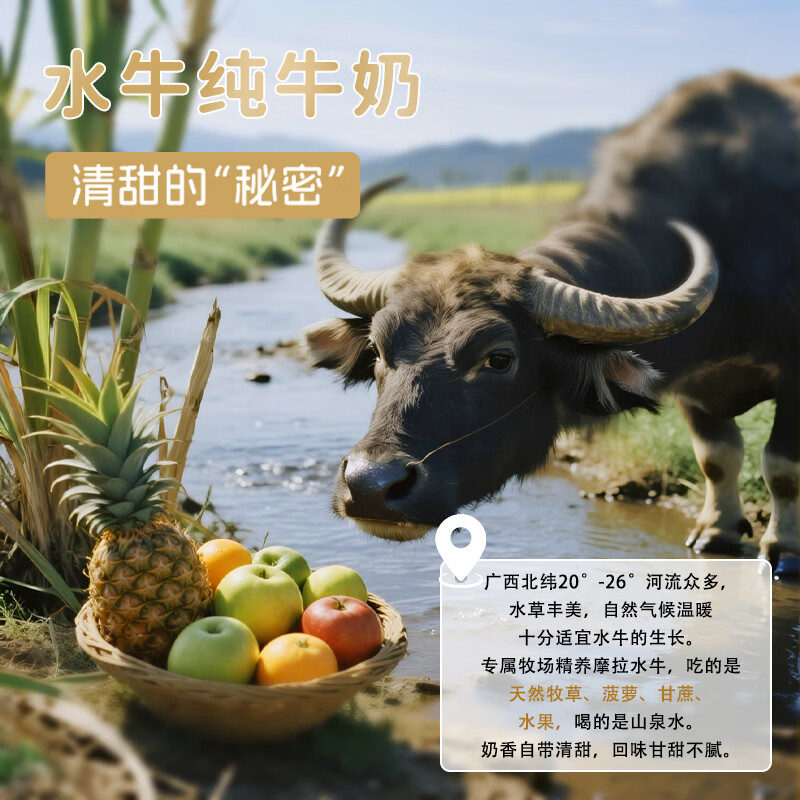 左江水牛纯牛奶8.2g蛋白儿童学生成人孕妇高钙早餐奶广西水牛奶礼盒装