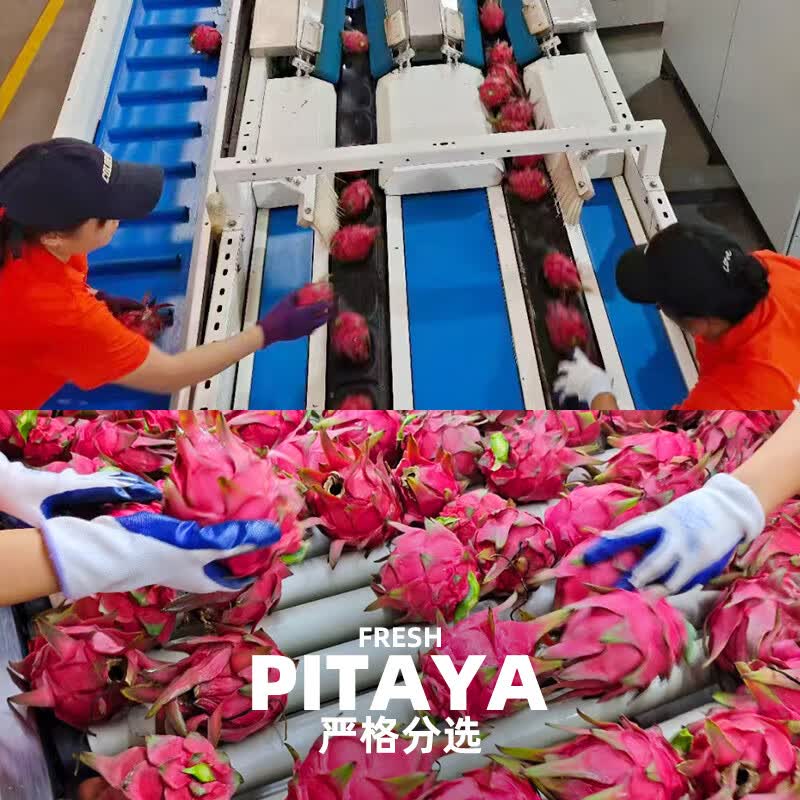 京鲜生广西红心火龙果礼盒款 净重8斤单果500g起 新鲜水果源头直发包邮