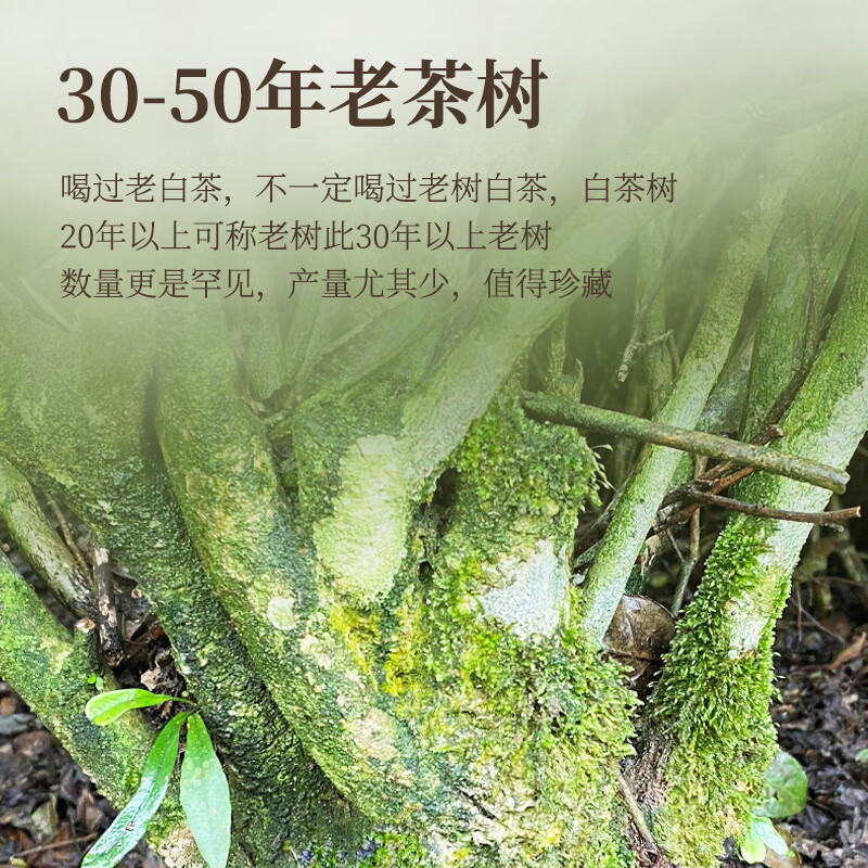 传奇会茶叶福鼎白茶寿眉散茶陈年老白茶礼盒装500g自己喝春节送礼年货