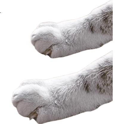 White Image 2