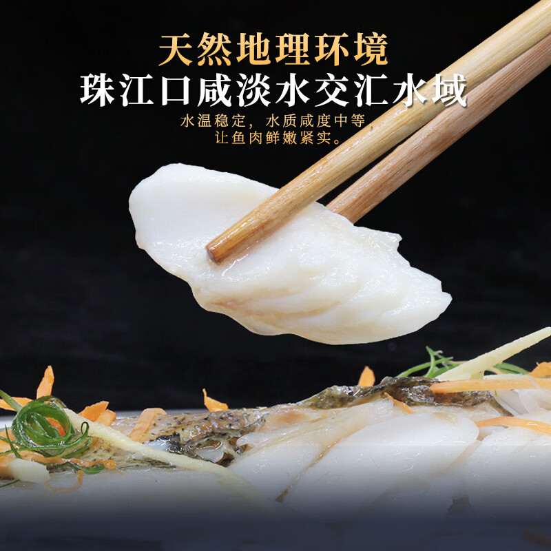 仙泉湖三去白蕉海鲈鱼1斤/条净膛刺少肉厚珠海特产500g海鲜水产生鲜食材