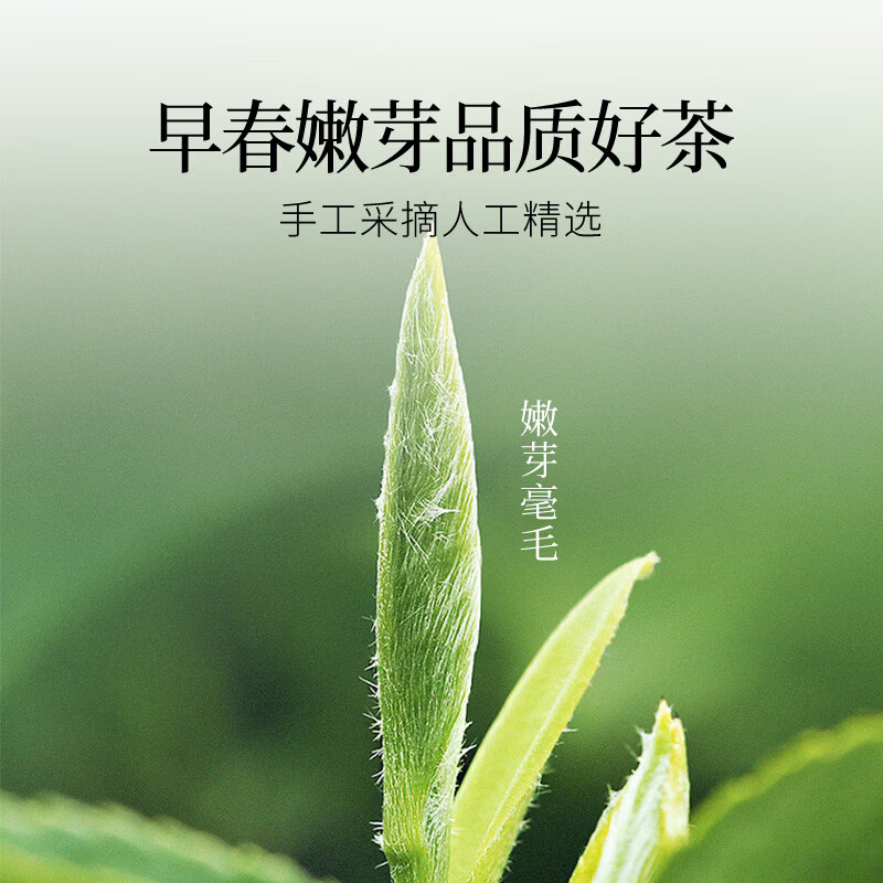 贡苑绿茶正宗龙井茶 豆香250g新茶明前春茶嫩芽散装茶叶自己喝