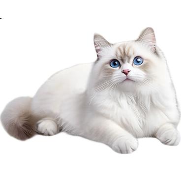 White Image 1