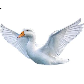 White Image 2