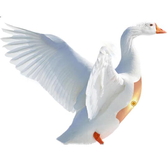 White Image 1