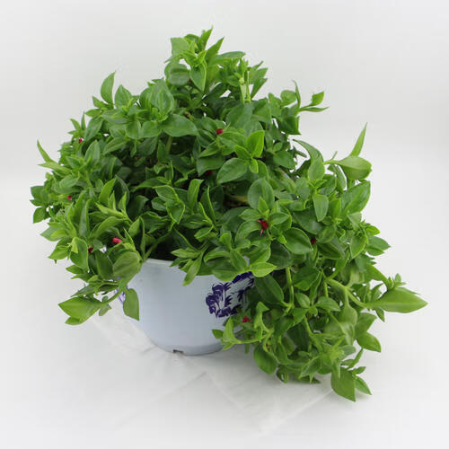 鲜特莱 企业餐饮装 田七苗 1盒