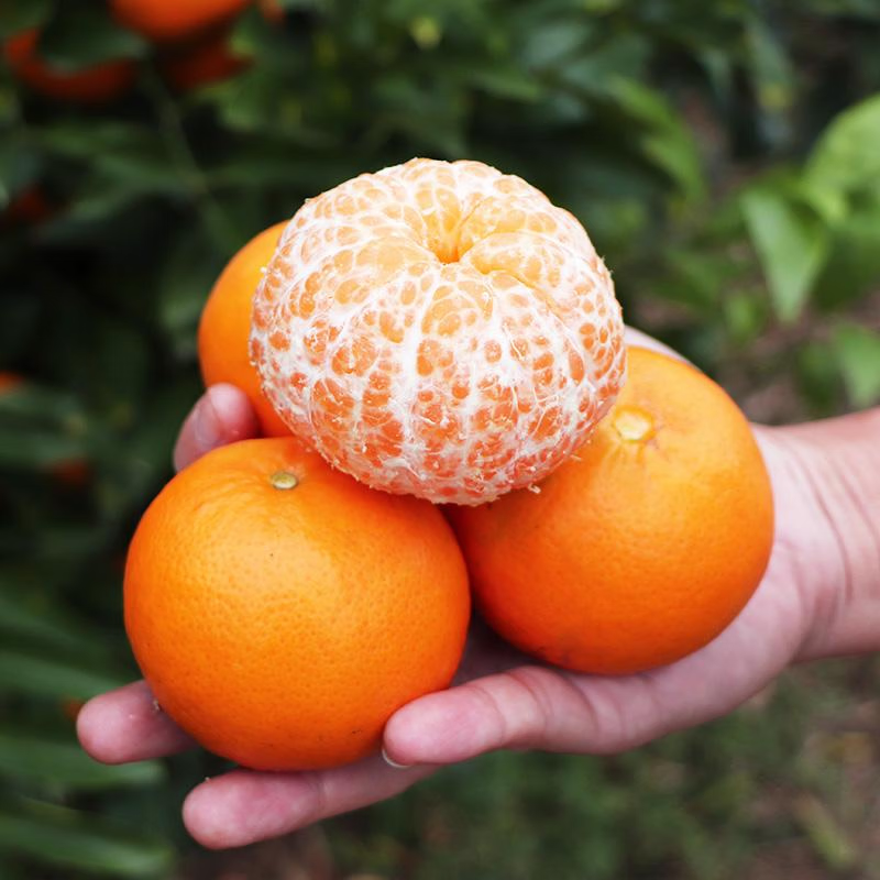 京鲜生【心柑宝贝】广西沃柑年货礼盒 净重4.5斤单果120g+源头直发包邮