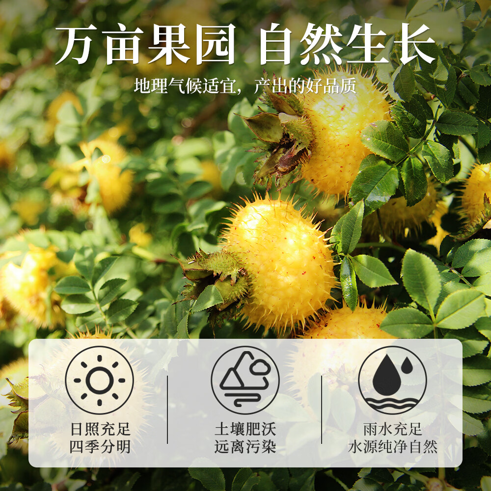 福茗源茶叶养生茶 刺梨干 贵州特产精选大颗粒脱刺富含Vc泡水喝罐装250g