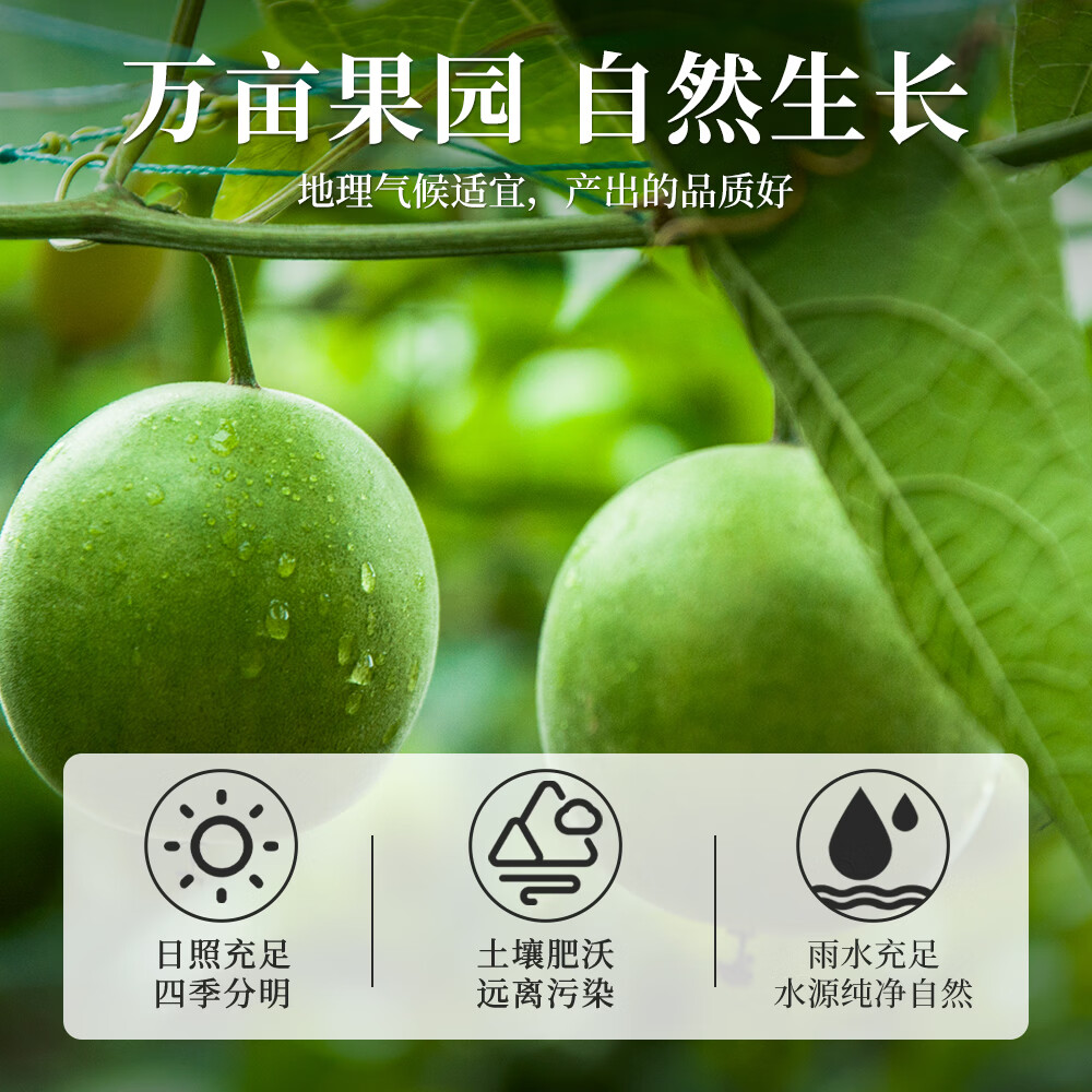 福茗源花草茶 罗汉果清润茶9粒约165g精选特级品质永福特产罗汉果仁凉茶