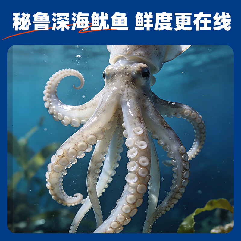 盖世冷冻鱿鱼须450g 烧烤火锅食材 海鲜水产 二本足鱿鱼须