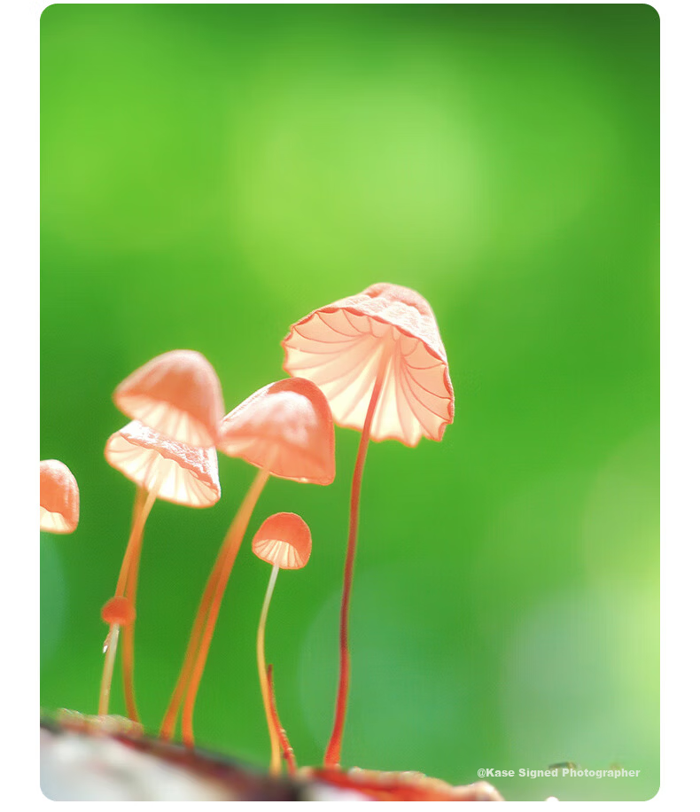 Kase PRO Mobile Macro Lens - HD Macro Photography Lens for Huawei Xiaomi Apple, Background Blur, Close-up of Flowers, Insects, Jewelry 8