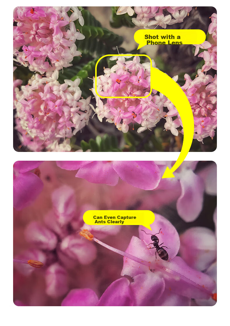 Kase PRO Mobile Macro Lens - HD Macro Photography Lens for Huawei Xiaomi Apple, Background Blur, Close-up of Flowers, Insects, Jewelry 5