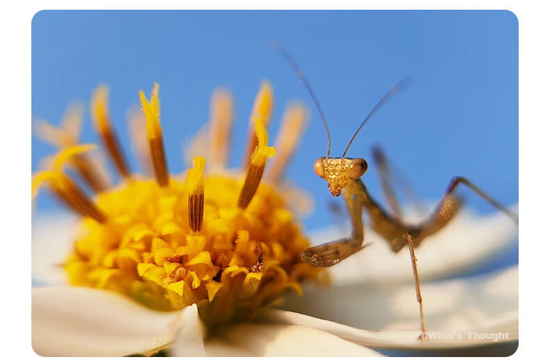 Kase PRO Mobile Macro Lens - HD Macro Photography Lens for Huawei Xiaomi Apple, Background Blur, Close-up of Flowers, Insects, Jewelry 7
