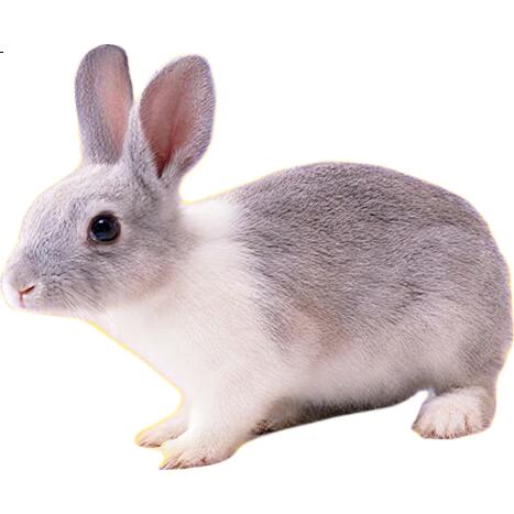 White Image 1
