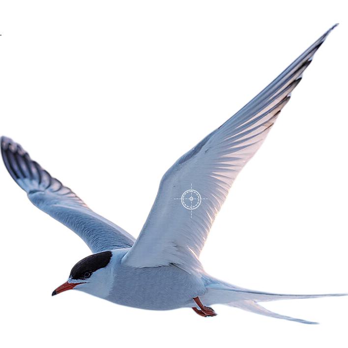 White Image 1